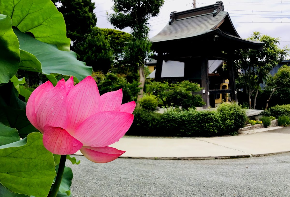 崇福寺（神奈川県座間市）
