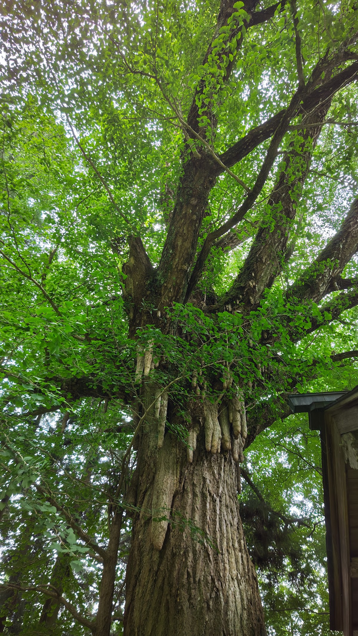 戒長寺