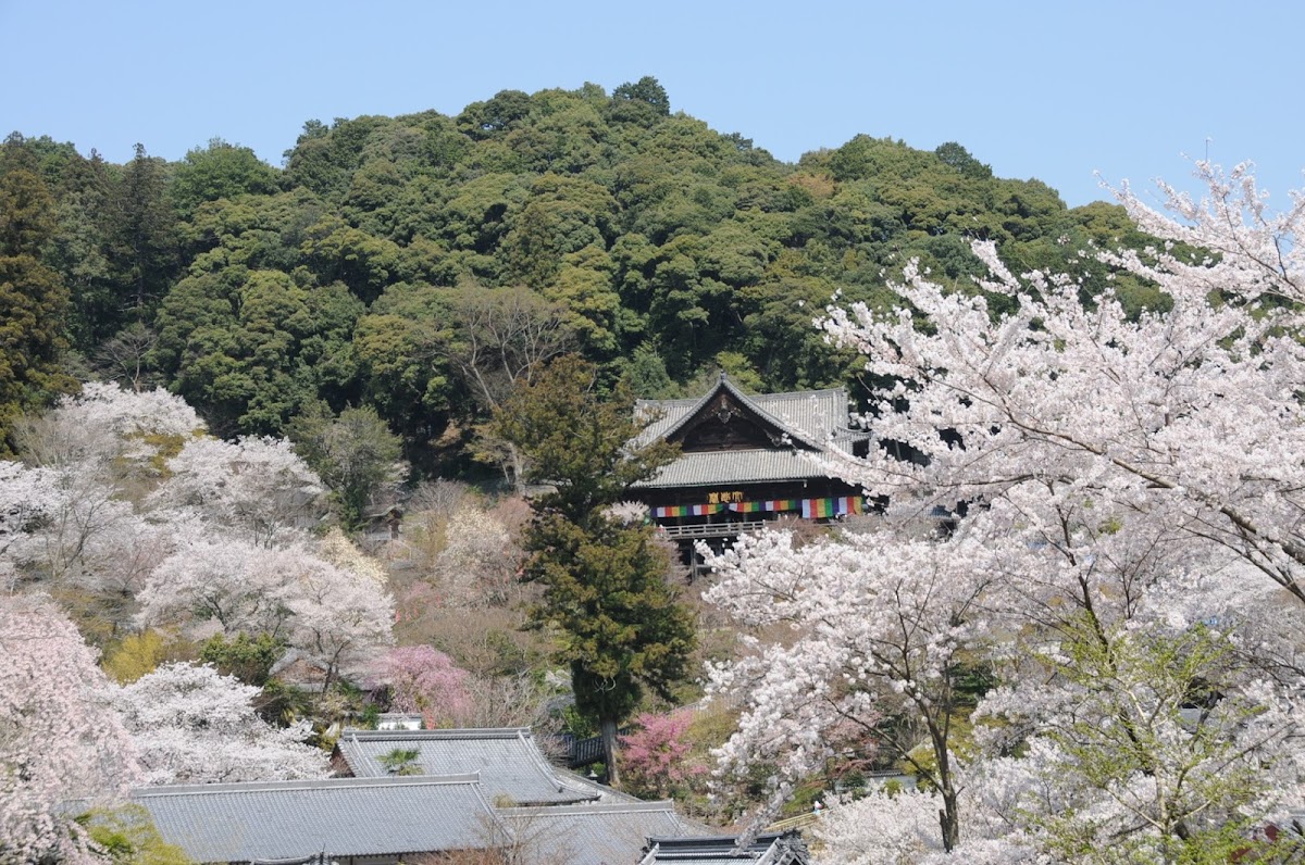 長谷寺