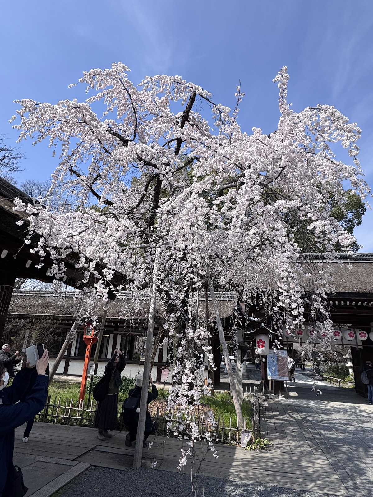 平野神社