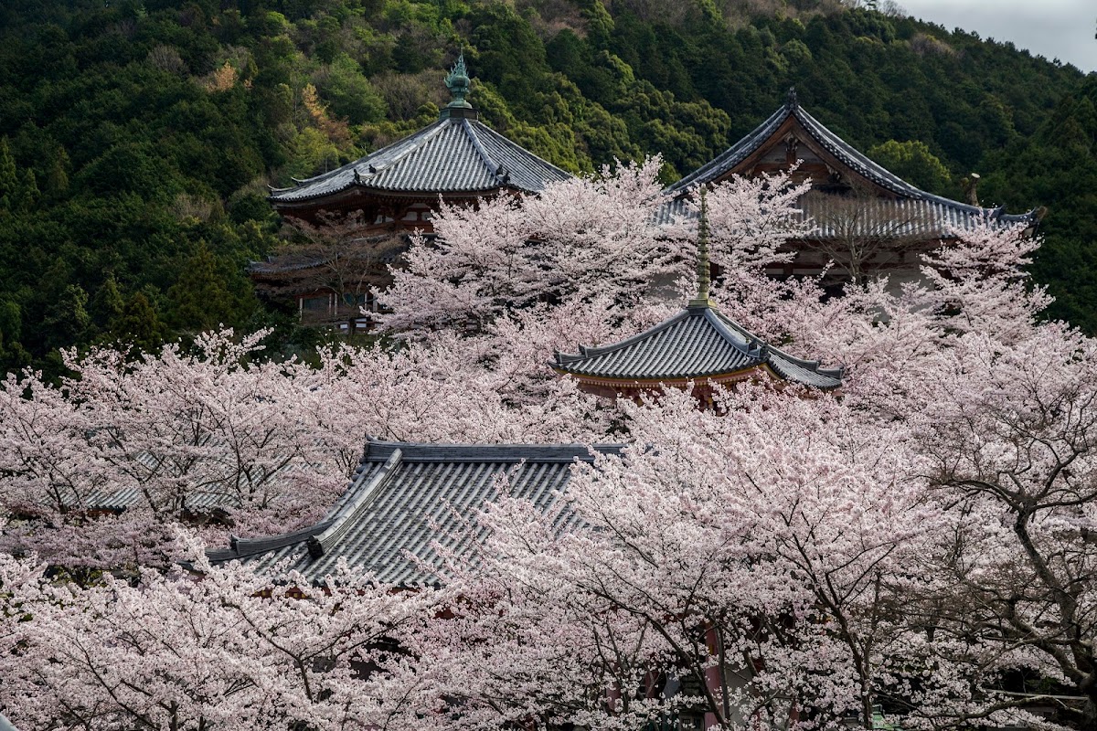 南法華寺(壺阪寺)