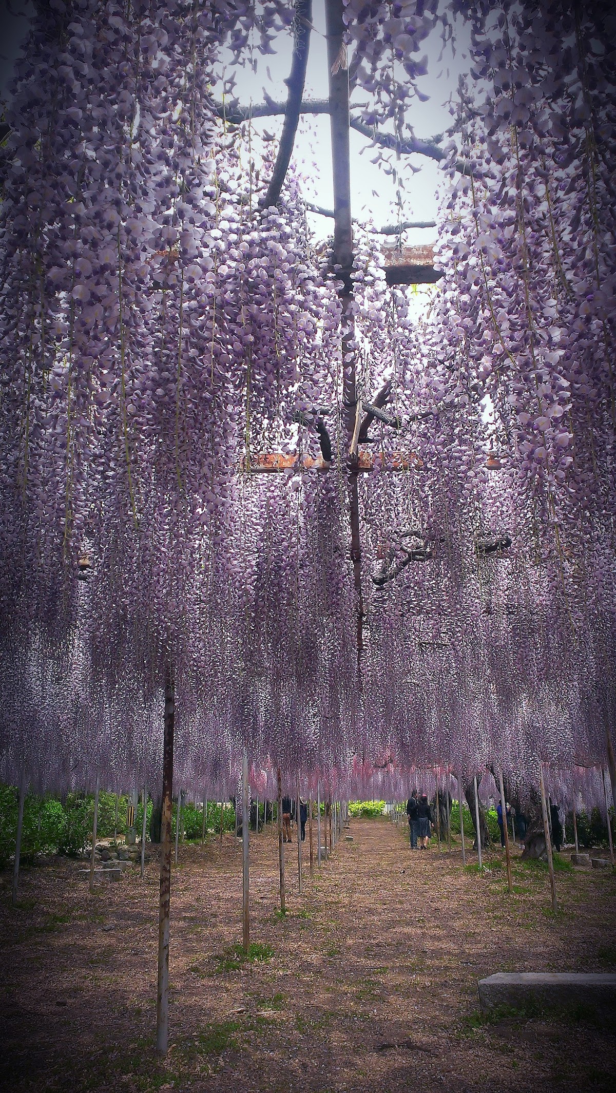 開善寺