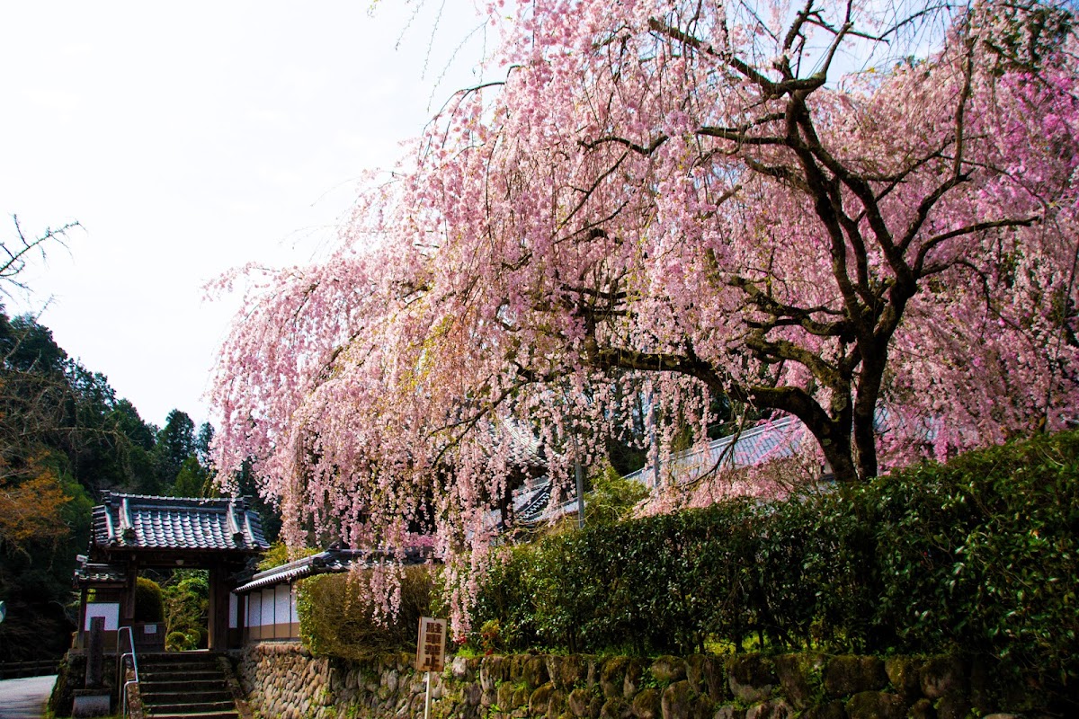 大野寺