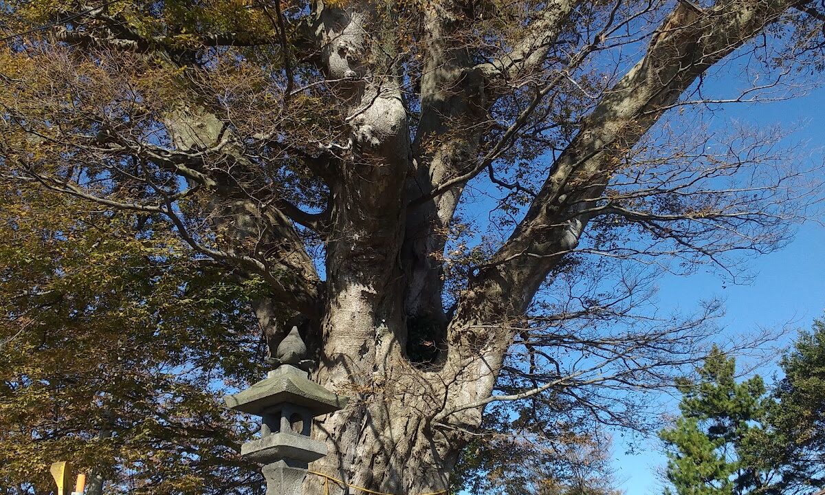 诹访神社（富山县富山市西长町）